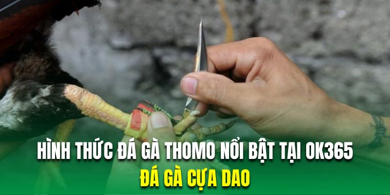 Chọi kê cựa dao mang đến những màn tranh tài vô cùng đẫm máu